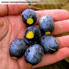 کاناریوم اودونتوفیلوم